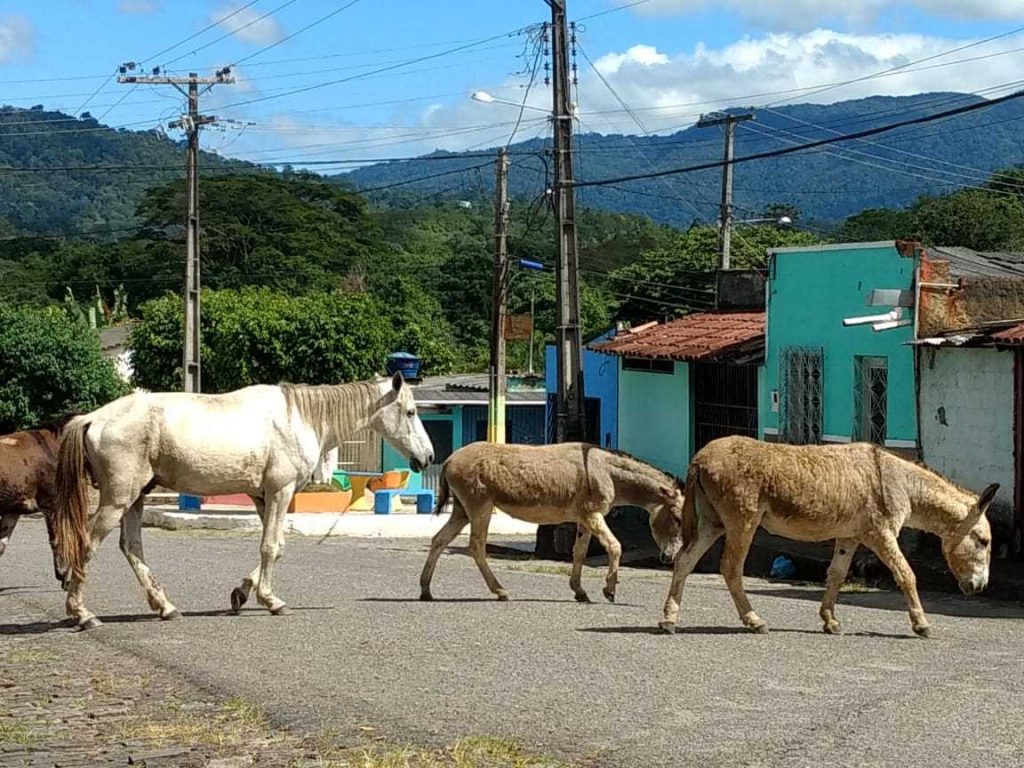 Camacã: Secretaria de Agricultura vai multar proprietários de animais soltos nas vias públicas